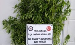 Kemalpaşa'da bahçesinde Hint keneviri yetiştiren şüpheli yakalandı