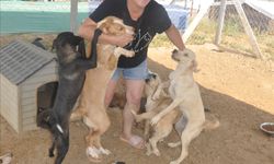 Orman yangınlarından kurtarılan köpeklere Ödemiş'te bakılıyor