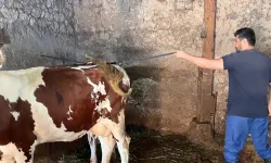 Aydın'da 'şap hastalığı' nedeniyle 34 mahalle karantinaya alındı