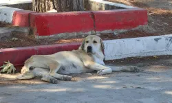 İzmir'de sahipsiz köpeklerden kaçarken otomobilin çarptığı kadın öldü