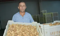Tariş, kuru incir alım fiyatlarını açıkladı