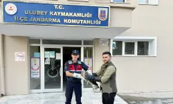 Yaralı Şahin Tedavi Altına Alındı