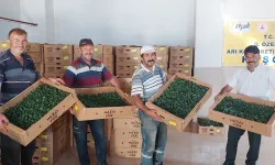 Banaz ve Eşme’de 80 Üreticiye Fide Desteği
