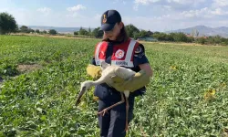 Uşak’ta Yaralı Bulunan Leylek Tedaviye Alındı