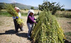 Gökova Körfezi'nin kıyılarında, aromasını 'Deli Memet' rüzgarından alan susamın üretimi arttı