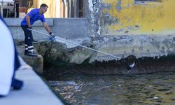 İzmir Körfezi'nde balık ölümleri sürüyor