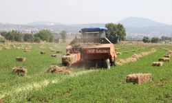 Muğla'da üreticilere ücretsiz yem bitkisi tohumu desteği