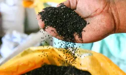 Uşak, Türkiye’nin Çörek Otu Üretiminde Zirvede!