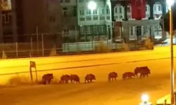 Uşak’ta Domuzlar Şehir Merkezinde Görüntülendi