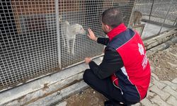 Kütahya'da vakıf hayır şartıyla sahipsiz hayvanlara mama desteği verildi