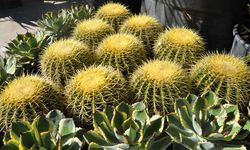 Ödemiş'te 20. Süs Bitkileri ve Fidancılık Sergisi açıldı