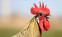 Denizli horozunun ırkı Konya'daki enstitüde korunuyor