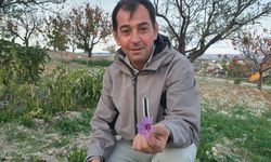Demircili çiftçi safran üretimi için denemelere başladı