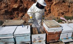 Muğla'da iklim şartlarının iyi gitmesi çam balı rekoltesini yükseltti