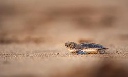 Yeşil deniz kaplumbağalarının nesli artık tükenme tehdidi altında değil
