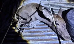 Uşak’ta Otomobilin Çarptığı Kızıl Geyik Hayatını Kaybetti
