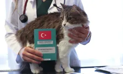 Uşak’ta Evcil Hayvanlara Çip Zorunluluğu: Son Tarih 31 Aralık!