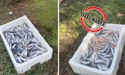 Uşak'ta Kilolarca Balık Yol Kenarına Atıldı!