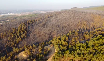 Muğla'da "Uluslararası Odun Dışı Orman Ürünleri Çalıştayı" başladı