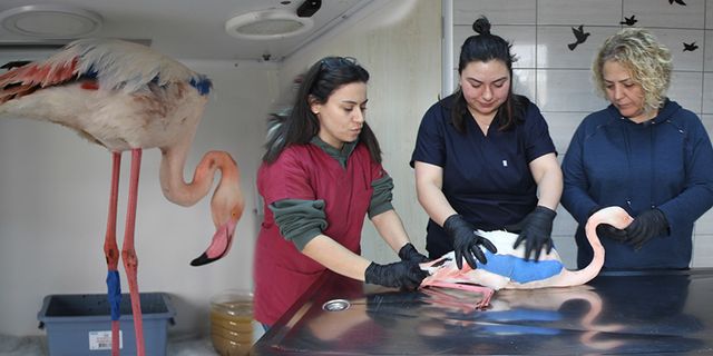 Afyonkarahisar’da Yaralı Bulunan Flamingo Akürem'de Tedaviye Alındı