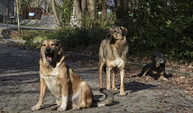 Söke'de sahipsiz köpeklerin saldırdığı 2 koyun telef oldu