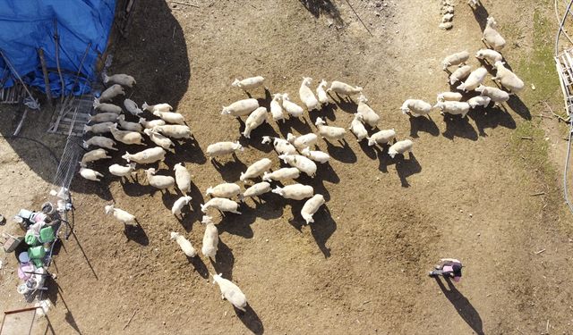 Fethiye'de kayalıklarda mahsur kalan keçi ile yavrusu kurtarıldı