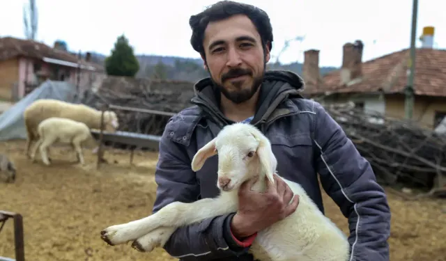 Üniversiteden Köye: Genç Mezunun Koyun Sürüsü Macerası