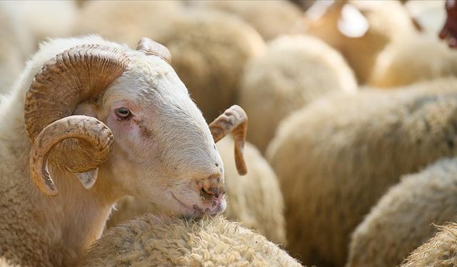 Uşşak Aşevi 2025 Yılı Kurban Bağışı Bedelini Açıkladı