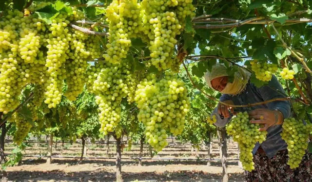 Manisa Ticaret Borsası'nda çekirdeksiz kuru üzüm alımı, törenle başladı