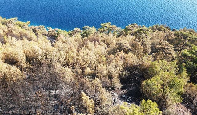 Menteşe'de orman yangınından etkilenen alanlar havadan görüntülendi