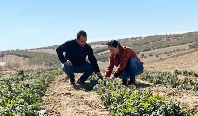 Kadın Çiftçilere Dağıtılan Melisa Fideleri Denetimden Geçti