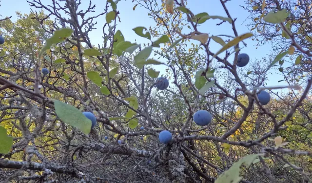 Uşak’ın Şifa Kaynağı “Gövem Eriği”