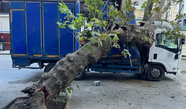 Datça'da devrilen ağaç dalları 2 araca zarar verdi