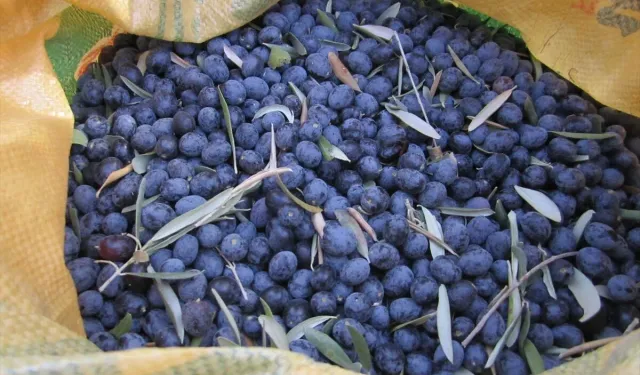 Sofralık zeytin ihracatında rekor kırıldı