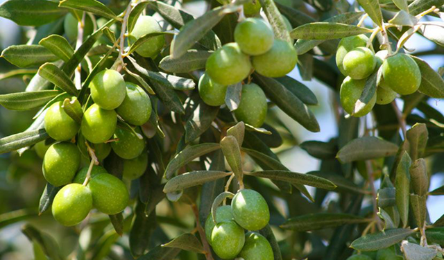 Kaleli zeytin üreticileri kooperatif kuracak