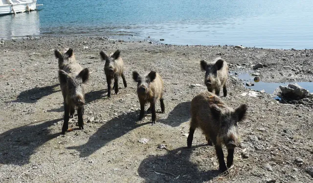 Kuşadası'nda yaban domuzlarını besleyenlere ceza kesilecek