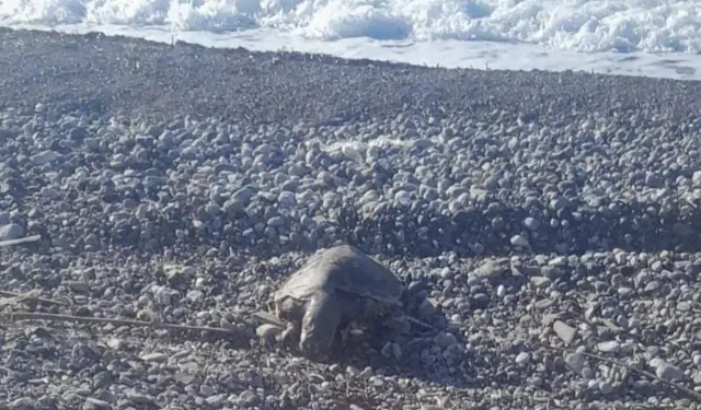 Muğla'da tedavileri tamamlanan deniz kaplumbağaları Cumhuriyet'in 102. yılı kapsamında denizle buluştu