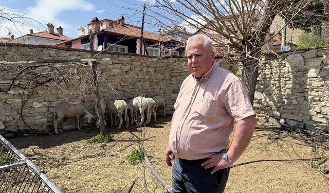 Kütahya'da sahipsiz köpeklerin saldırdığı koyunlar telef oldu
