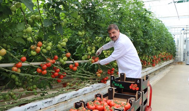 Manisa'da jeotermal serada üretilen 500 ton domates ihraç edildi