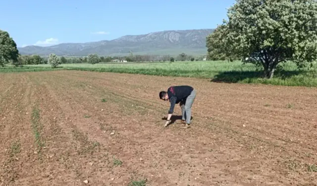 Uşak Sivaslı’da Karabuğday Tarlaları Yeşerdi! İşte O Proje