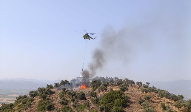 Aydın'da zeytinlik alanda çıkan yangın kontrol altına alındı