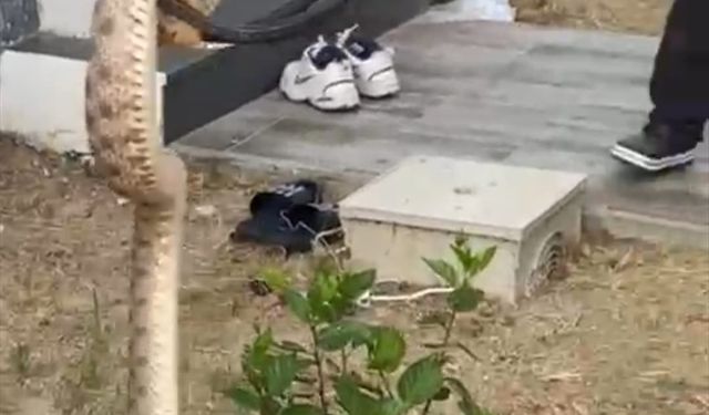 Ev Duvarında Yılan Paniği! İtfaiye Müdahale Etti