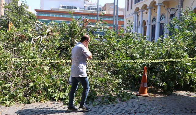 İzmir'de tarihi Kemeraltı Çarşısı girişindeki asırlık çınar devrildi