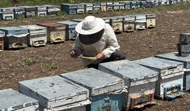 Kocatepe'nin son yağışlarla çiçeklenen yaylaları gezgin arıcıları ağırlıyor