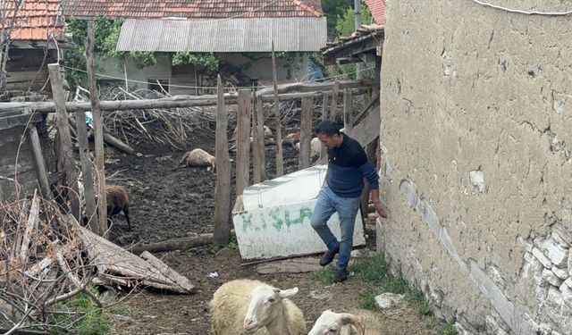 Kütahya'da kurtların saldırdığı 11 koyun telef oldu