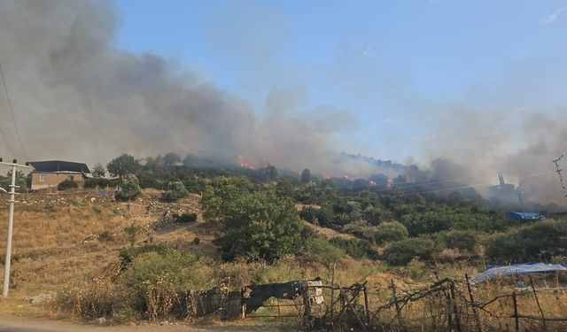 Aydın'da tarım alanında çıkan yangın kontrol altına alındı