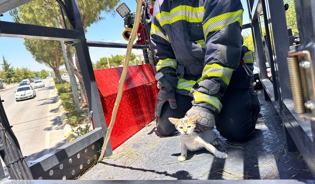 Denizli'de köpekten kaçıp ağaca tırmanan kedi yavrusunu itfaiye kurtardı