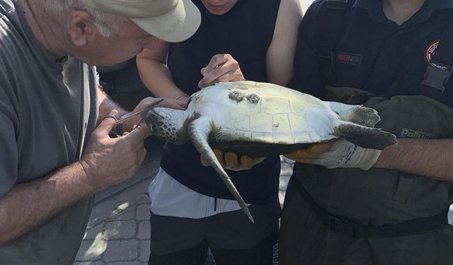 Fethiye'de misinaya dolanan caretta caretta kurtarıldı