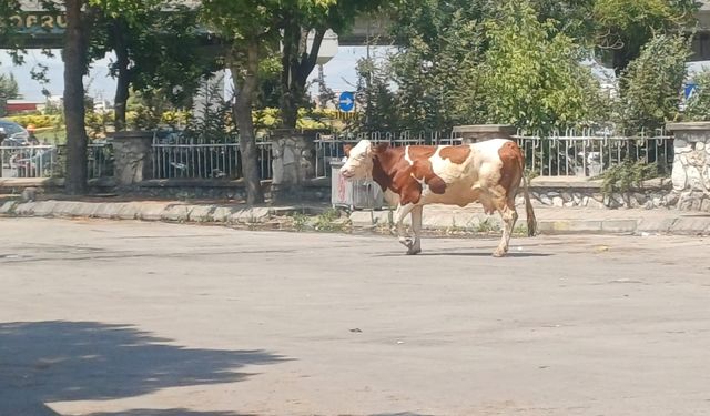 Salihli'de mezbahadan kaçan inek güçlükle yakalandı