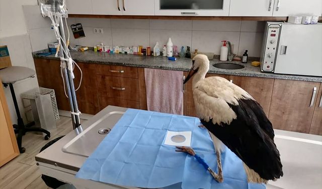 Seydikemer'de yaralı leylek tedaviye alındı